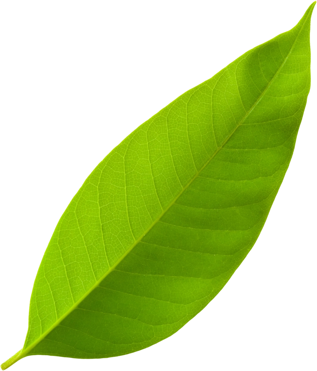 leaf